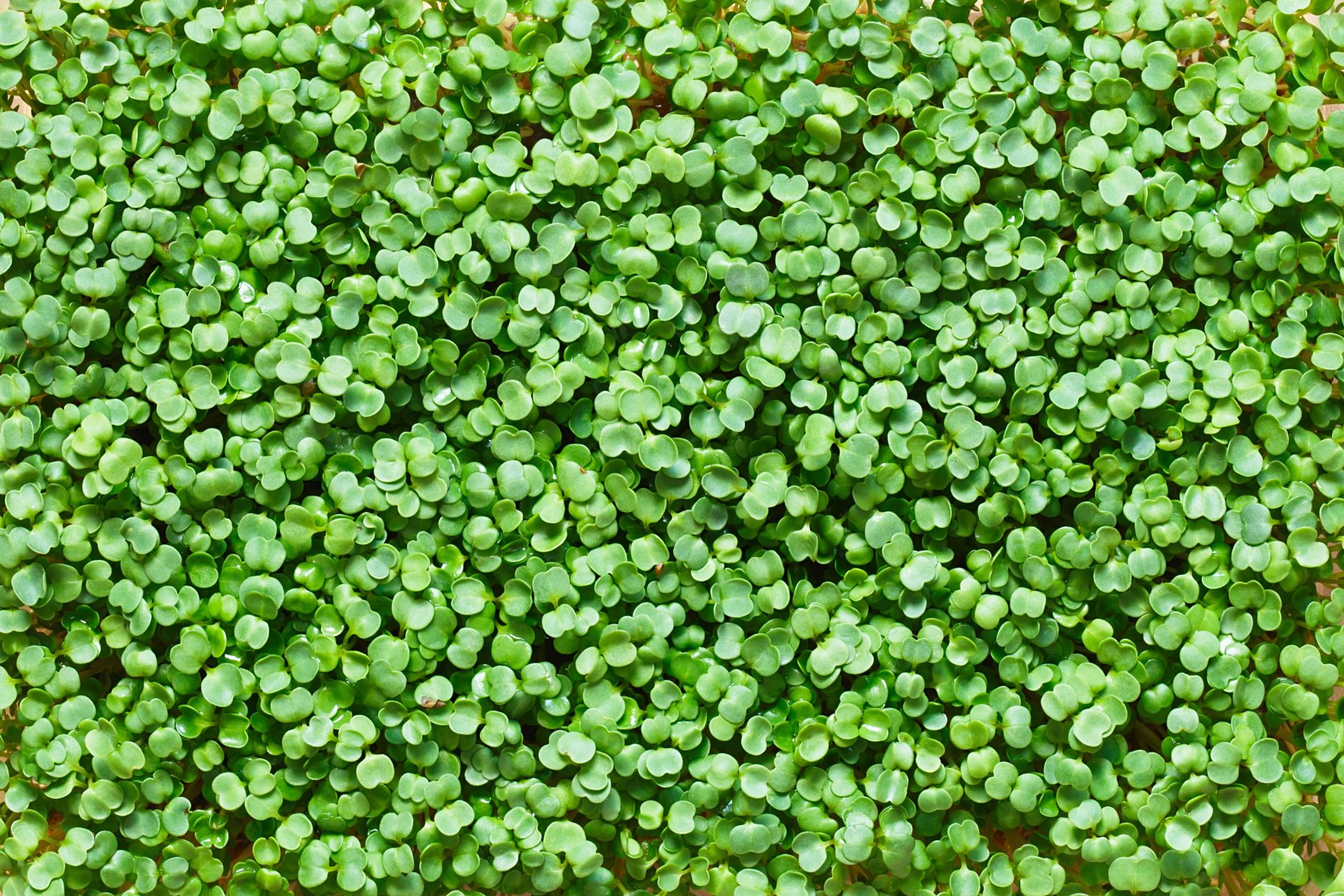 Microgreens grown in microgreen grow container