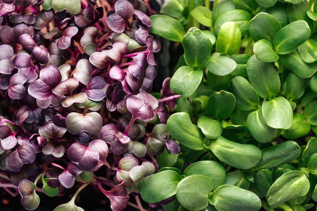 Various Microgreens grown in microgreen grow container