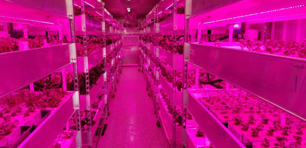 inside of container farms lit up and full of vibrant plants