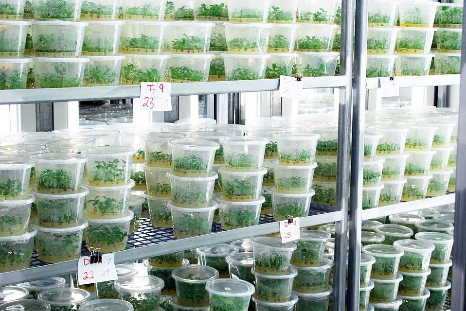 Multiple plants growing inside of tissue culture lab in shipping container