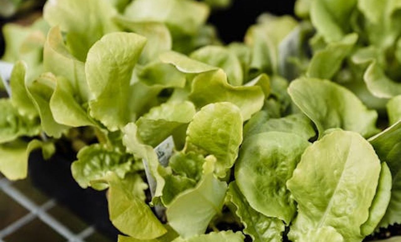 Plants growing in shipping container farming